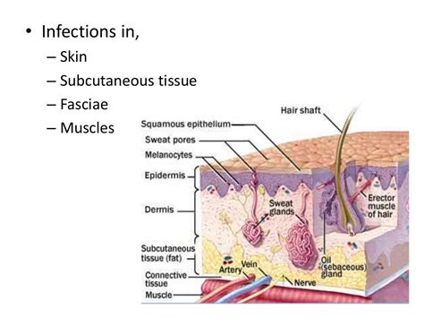 Skin and Soft tissue infections