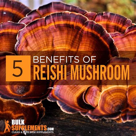 Reishi Mushroom Extract Benefits, Side Effects & Dosage