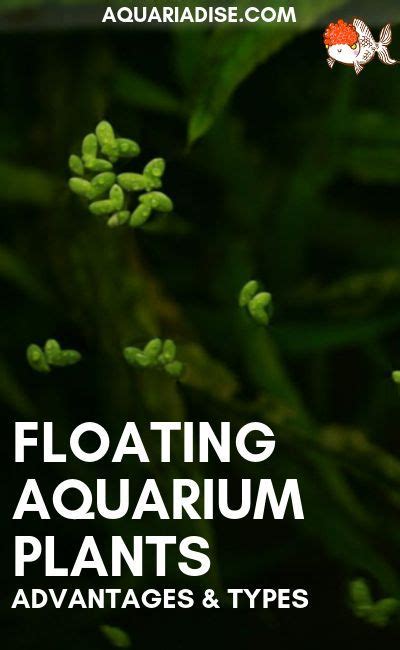 Floating Aquarium Plants | Benefits & Types | Idee acquario