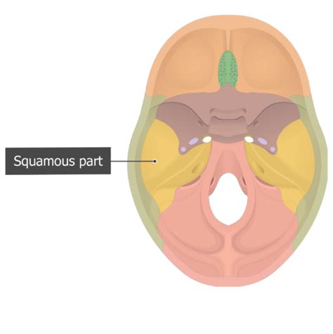 Temporal bone: anatomy and labeled diagram | GetBodySmart