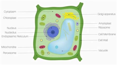 Plant Cell - Definition, Parts and Functions | Biology Dictionary