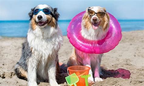 15 Dog Beach Safety Tips Every Dog Owner Should Know - Shed Happens