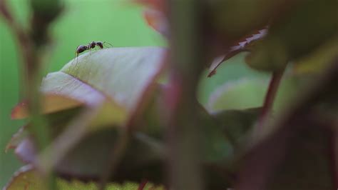 Ant eats leaves 41472340 Stock Video at Vecteezy