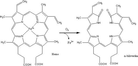 Heme Oxygenase