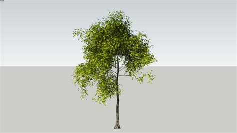 TREE | 3D Warehouse