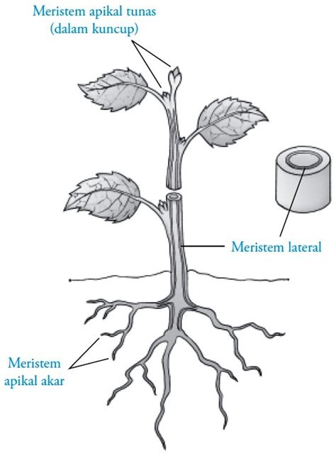 Struktur dan Fungsi Jaringan Meristem pada Tumbuhan
