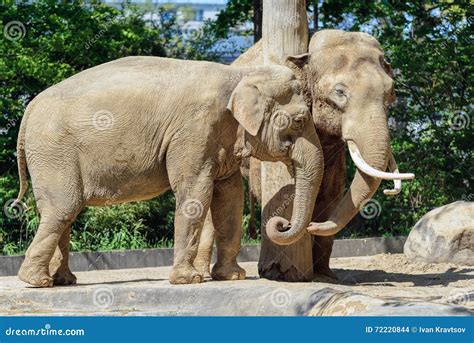 Elephants Mating Royalty-Free Stock Image | CartoonDealer.com #39671404