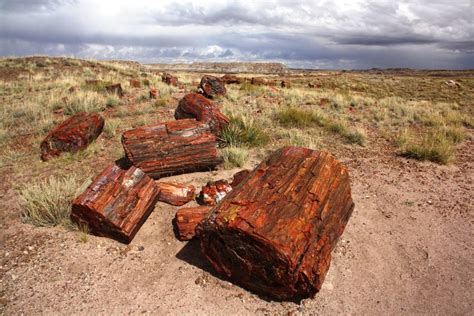 A Travel Guide to Petrified Forest National Park