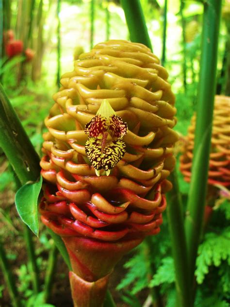 My Hawaiian Home: Wordless Wednesday : Tropical Flowers