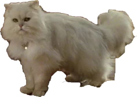 Snowbell | Stuart Little Wiki | Fandom