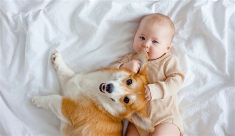 Are Corgis Good with Kids? - Corgi Life