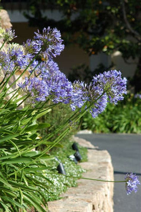 AGAPANTHUS: LILY OF THE NILE