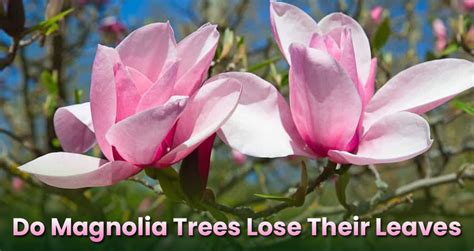 Do Magnolia Trees Lose Their Leaves In The Winter? - EmbraceGardening