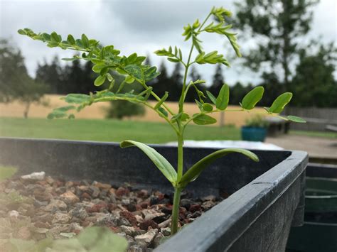 Bonsai Seeds – The Bonsai Tool & Supply Company of Canada