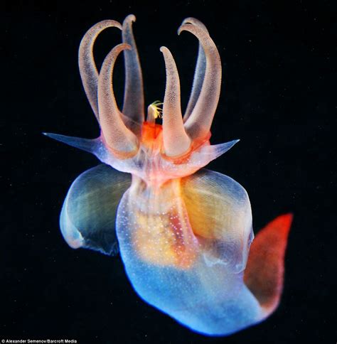 Monsters of the deep: Diver explores the world's oceans to photograph some of the Earth's most ...