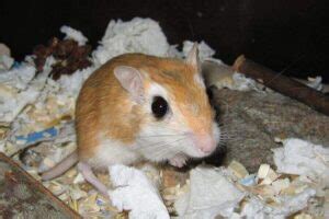 Gerbil Breeds: 8 Types Of Gerbils & Their Characteristics