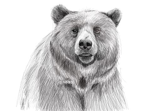 Realistic Bear Drawing at PaintingValley.com | Explore collection of Realistic Bear Drawing