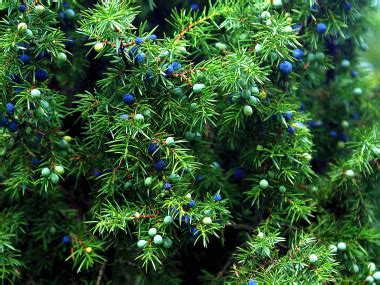 Common Juniper: Identification, Leaves, Bark & Habitat | Juniperus communis