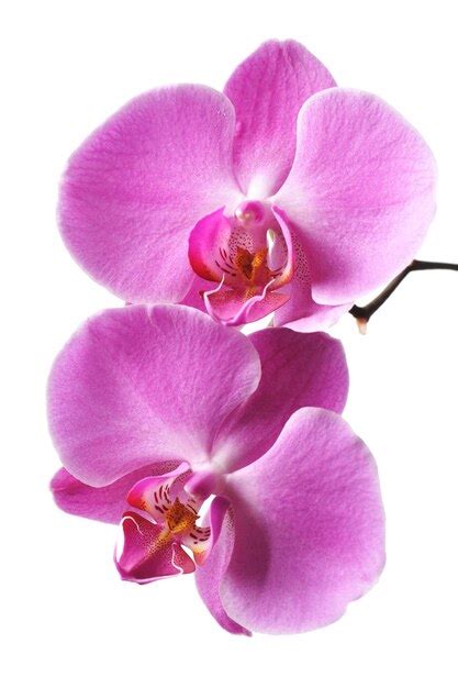 Premium Photo | Pink orchid