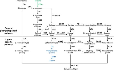 Frontiers | Regulation of Lignin Biosynthesis and Its Role in Growth ...