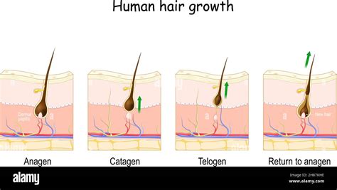 Hair growth cycle. Human skin. Follicle anatomy. Anatomical poster. Hair growth phase step by ...