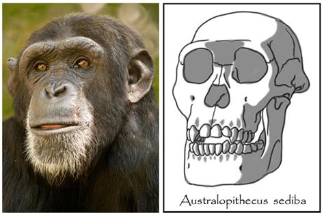 Australopithecus sediba by babanovac0232 on DeviantArt