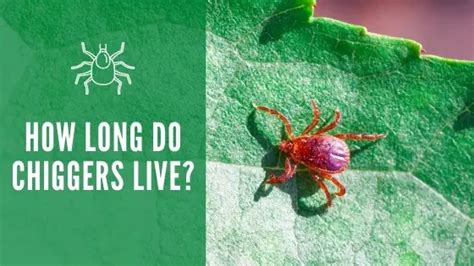 How Long Do Chiggers Live? Lifespan & Reproduction Facts