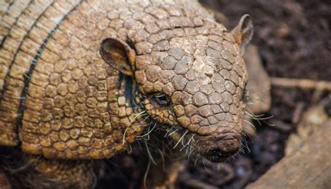 Is it True That Armadillos Carry Leprosy? - Encyclopedia.com