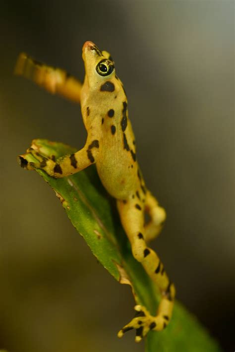 hand-waving Panamanian Golden Frog - Atelopus zeteki (Capt… | Flickr