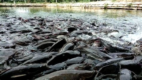 Harvesting Indian Catfish in Pond || Countless Indian Catfish || Fish ...