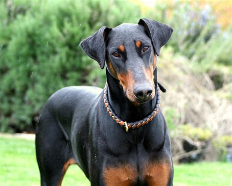 Doberman Pinscher; A Message | Spirit Animal Totems