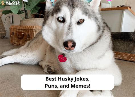 Best Husky Jokes, Puns, and Memes!