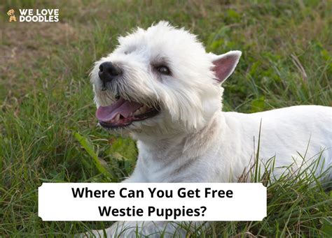 Where Can You Get Free Westie Puppies?