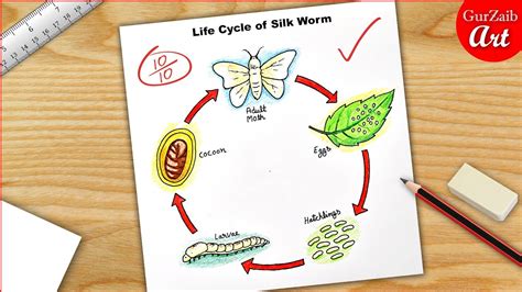Draw A Labeled Diagram To Show The Life Cycle Of A Silk Moth At Which | The Best Porn Website
