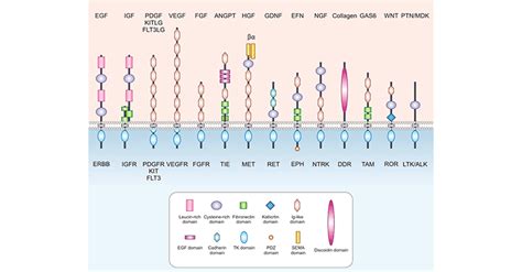 What are Enzyme-Linked Receptors- CUSABIO