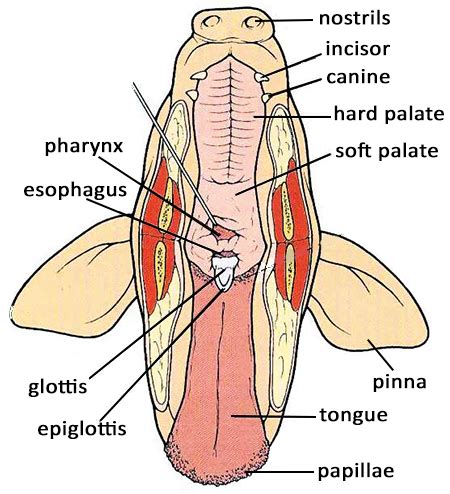 Ultimate Fetal Pig Anatomy Review | Vet medicine, Pig dissection, Vet tech student