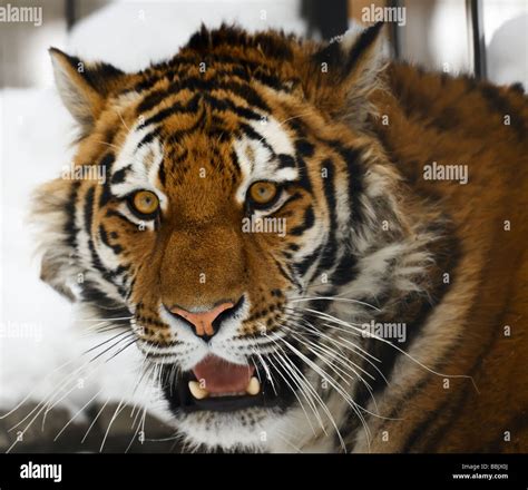 Yiung tiger portrait Novosibirsk ZOO Stock Photo - Alamy