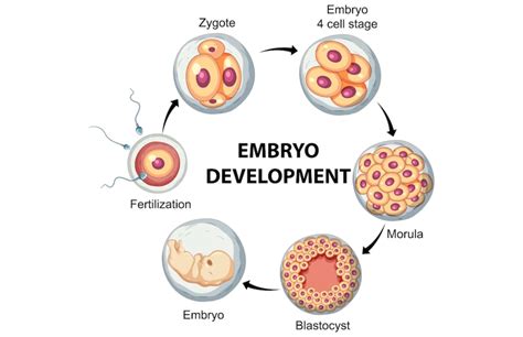 Embryology Fertilization Cleavage Blastulation First - vrogue.co