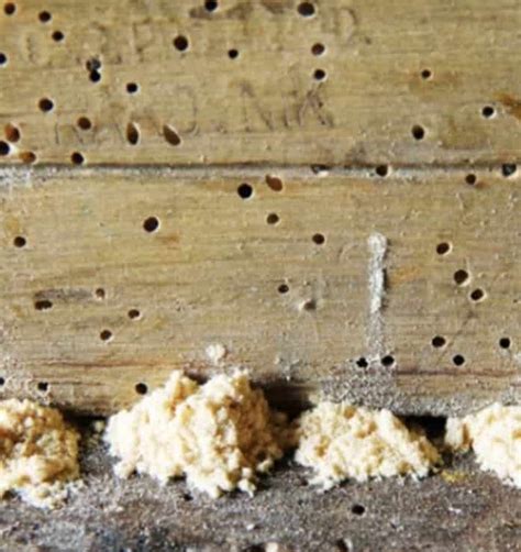 Bugs That Look Like Termites | PestSeek