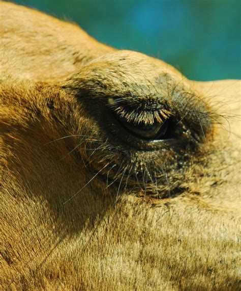 camels's eye | Kamal Zharif Kamaludin | Flickr