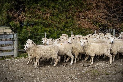 A Herd of Sheep at a Farm in South Island, New Zealand Editorial Image ...