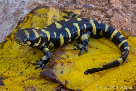 Barred Tiger Salamander | Flickr - Photo Sharing!