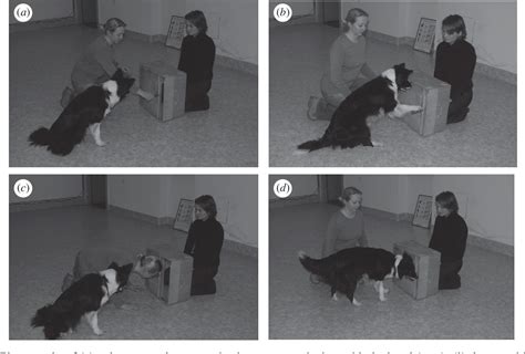 Figure 2 from Automatic imitation in dogs | Semantic Scholar