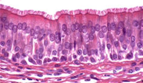 ciliated columnar epithelial cells structure - evasionuyvu