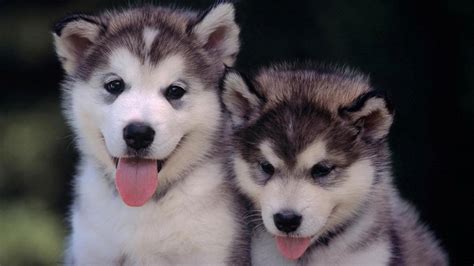 Husky Puppy Winter Wallpapers - Wallpaper Cave