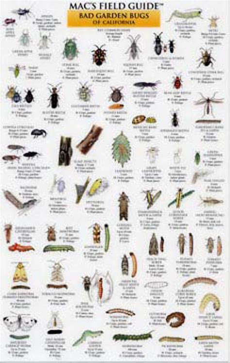 Garden Insect Pests Identification | Fasci Garden