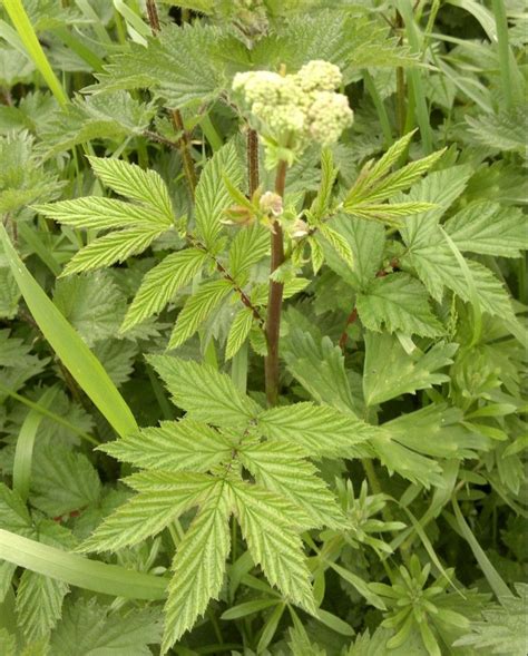 Meadowsweet – Identification, distribution, edibility. – Galloway Wild ...