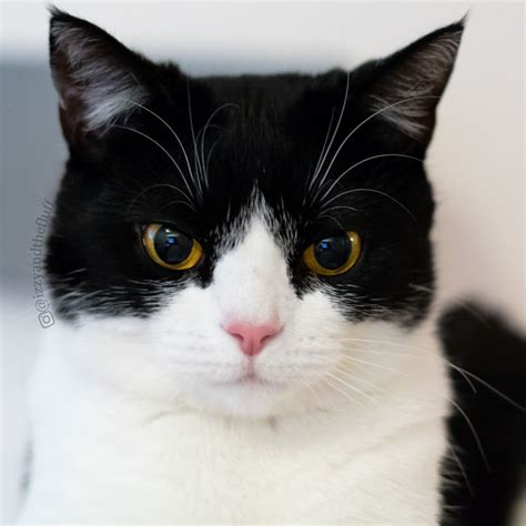 Meet Izzy, The Cat With The Most Expressive Face | Bored Panda