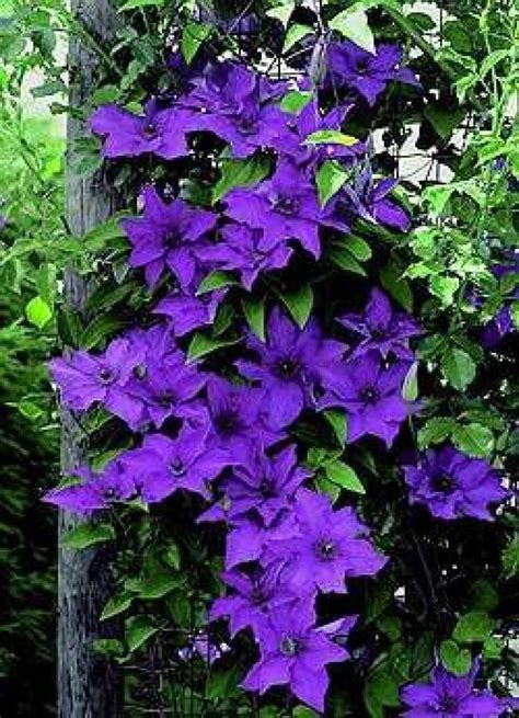 The President Clematis Vine Deep Purple 2.5 Pot for sale online | eBay ...