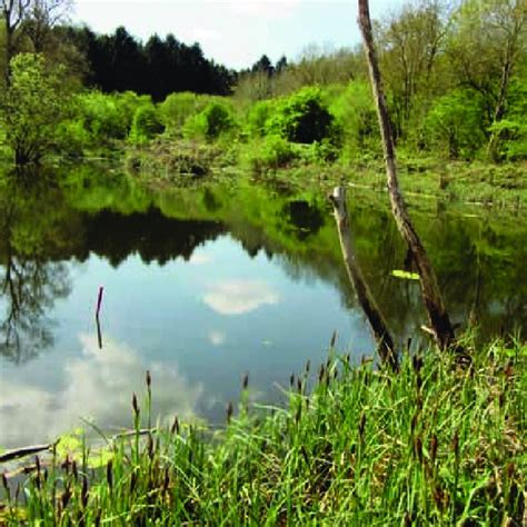 (PDF) How many great crested newts can terrestrial habitats support?